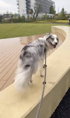 世界一賢いと言われる犬種に『新しい言葉』を教えた結果→予想を超える『驚きの行動』に絶賛「人間より頭いい」「案内するの天才」と46万再生