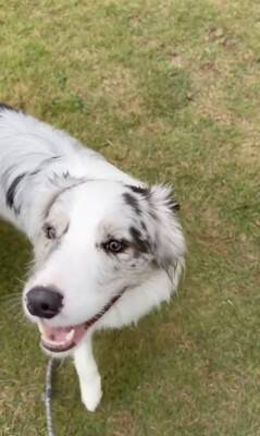 世界一賢いと言われる犬種に『新しい言葉』を教えた結果→予想を超える『驚きの行動』に絶賛「人間より頭いい」「案内するの天才」と46万再生