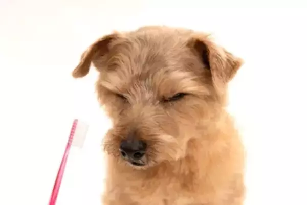 犬にとって苦痛な『お手入れ』３選　苦手を克服させるコツや適切な方法まで