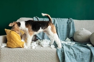 犬を『可愛がりすぎる』と起こるデメリット4選　過剰なふれあいによるリスクや適切な距離感とは？