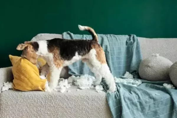 犬を『可愛がりすぎる』と起こるデメリット4選　過剰なふれあいによるリスクや適切な距離感とは？