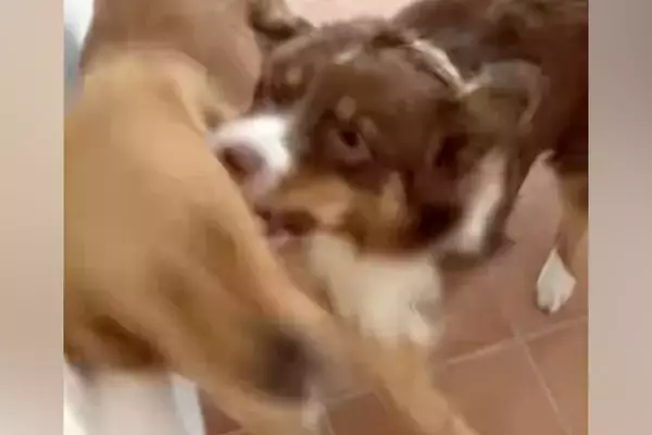 喧嘩している犬たちに『落ち着いて』と言っても聞かないので『犬語』で叱った結果→想像以上の反応が93万再生「効いてて草」「迫真ｗｗｗ」