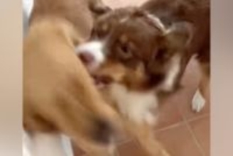 喧嘩している犬たちに『落ち着いて』と言っても聞かないので『犬語』で叱った結果→想像以上の反応が93万再生「効いてて草」「迫真ｗｗｗ」