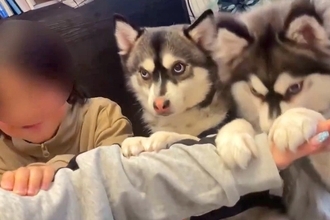 男の子と2匹の犬が『いないいないばあ』をした結果…とんでもなく可愛い光景に6万いいね集まる「何回も見ちゃった」「息ぴったりで賢すぎる」