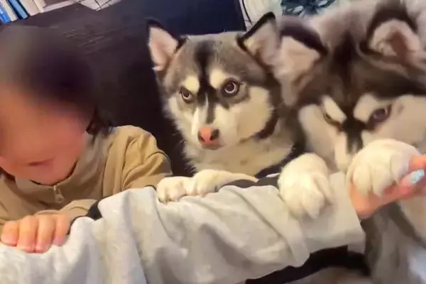 男の子と2匹の犬が『いないいないばあ』をした結果…とんでもなく可愛い光景に6万いいね集まる「何回も見ちゃった」「息ぴったりで賢すぎる」