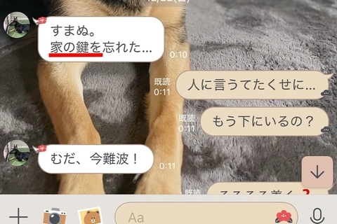 深夜、夫から『家の鍵を忘れた』とLINE→起こされた犬が『怒ってしまうかな』と思いきや…愛を感じる光景が20万再生「優しい」「たまらん」