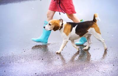 犬の『ペットシーツ』活用方法6選　意外と知られていない暮らしの中で役立つアイデアとは？
