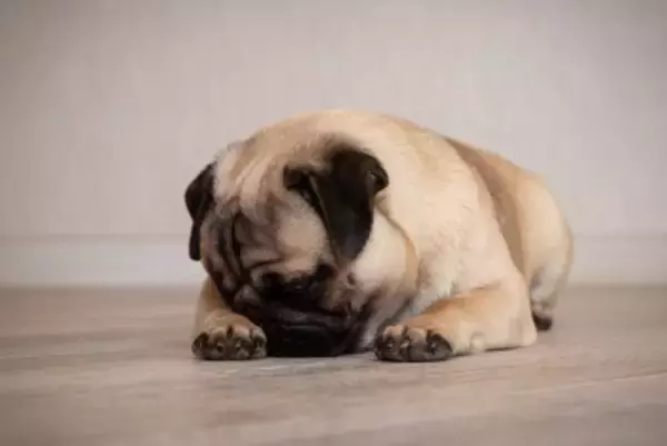 犬の『体臭』がキツイと感じる原因3つ　今日からできるニオイ対策や病気の可能性まで