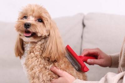 犬の『体臭』がキツイと感じる原因3つ　今日からできるニオイ対策や病気の可能性まで