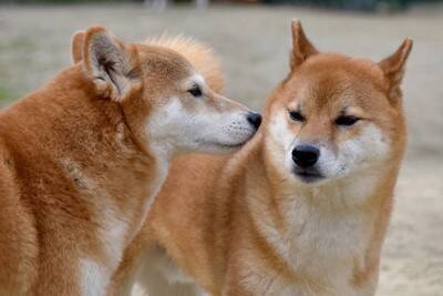 犬の『体臭』がキツイと感じる原因3つ　今日からできるニオイ対策や病気の可能性まで