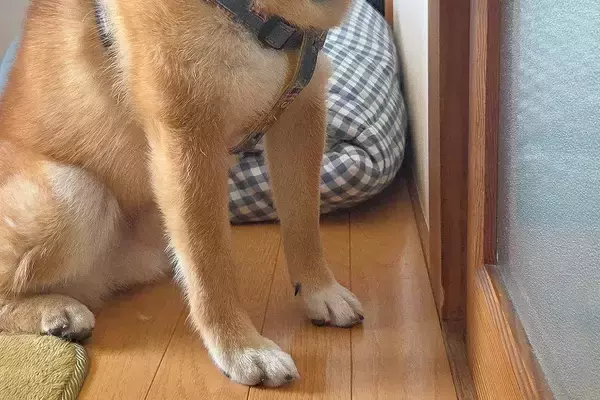 自宅のトイレが壊れ『修理業者を呼んだ』結果→犬が『ちゃんとやっているか』と見つめて…仕事にならない光景に反響「見張り番ｗ」「相当な圧」