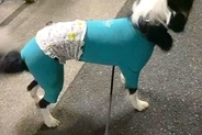 『おともだちのママ』に会った犬→『大好き』が爆発してしまい…まさかの行動に2675万再生の大反響　おしりが飛んでいきそうな光景にほっこり