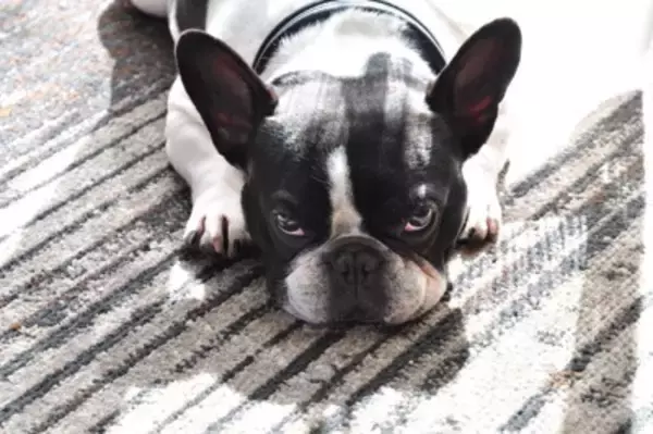 愛犬が人に上目遣いをする時の心理5つ！　注意すべきポイントに「要求だけじゃないよね」「仕草も観察しないと」