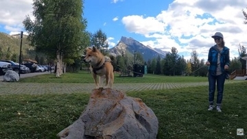 柴犬をカヌーに乗せてみた結果…かわいい日本犬×海外の絶景に「絵葉書みたい」「どこを切り取ってみても癒しが溢れてる」と絶賛の声