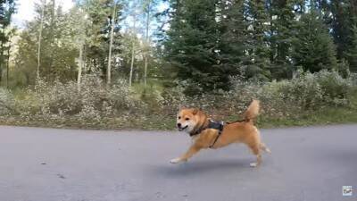 柴犬をカヌーに乗せてみた結果…かわいい日本犬×海外の絶景に「絵葉書みたい」「どこを切り取ってみても癒しが溢れてる」と絶賛の声