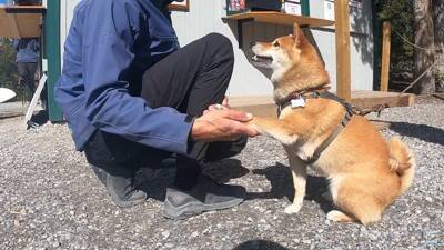 柴犬をカヌーに乗せてみた結果…かわいい日本犬×海外の絶景に「絵葉書みたい」「どこを切り取ってみても癒しが溢れてる」と絶賛の声