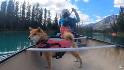 柴犬をカヌーに乗せてみた結果…かわいい日本犬×海外の絶景に「絵葉書みたい」「どこを切り取ってみても癒しが溢れてる」と絶賛の声