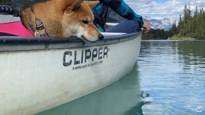柴犬をカヌーに乗せてみた結果…かわいい日本犬×海外の絶景に「絵葉書みたい」「どこを切り取ってみても癒しが溢れてる」と絶賛の声