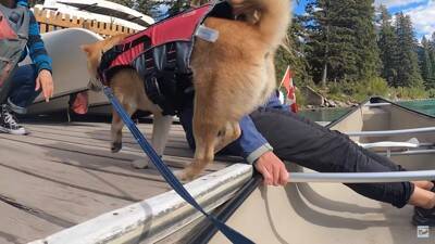 柴犬をカヌーに乗せてみた結果…かわいい日本犬×海外の絶景に「絵葉書みたい」「どこを切り取ってみても癒しが溢れてる」と絶賛の声