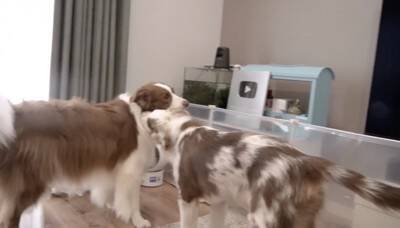 いつも一緒にいた子犬と、初めて離れ離れになった先輩犬が…健気すぎる『帰りを待つ光景』が泣けると26万再生「尊い…」「最高の関係性」