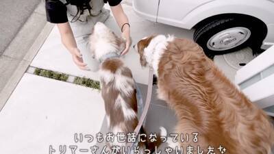 いつも一緒にいた子犬と、初めて離れ離れになった先輩犬が…健気すぎる『帰りを待つ光景』が泣けると26万再生「尊い…」「最高の関係性」