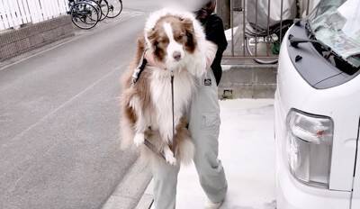 いつも一緒にいた子犬と、初めて離れ離れになった先輩犬が…健気すぎる『帰りを待つ光景』が泣けると26万再生「尊い…」「最高の関係性」