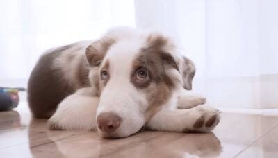 いつも一緒にいた子犬と、初めて離れ離れになった先輩犬が…健気すぎる『帰りを待つ光景』が泣けると26万再生「尊い…」「最高の関係性」