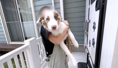 いつも一緒にいた子犬と、初めて離れ離れになった先輩犬が…健気すぎる『帰りを待つ光景』が泣けると26万再生「尊い…」「最高の関係性」