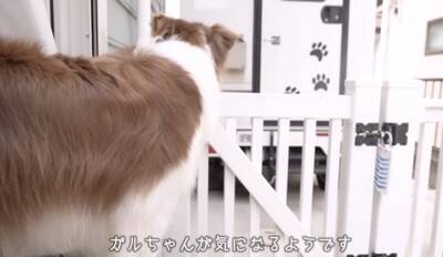 いつも一緒にいた子犬と、初めて離れ離れになった先輩犬が…健気すぎる『帰りを待つ光景』が泣けると26万再生「尊い…」「最高の関係性」