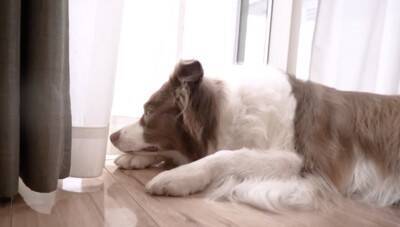 いつも一緒にいた子犬と、初めて離れ離れになった先輩犬が…健気すぎる『帰りを待つ光景』が泣けると26万再生「尊い…」「最高の関係性」