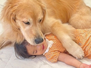 1歳の女の子が『大型犬への愛』をぶつけた結果…まるで母親のように『愛情をお返しする光景』が37万再生「第二のママだ」「愛おしい…」と悶絶