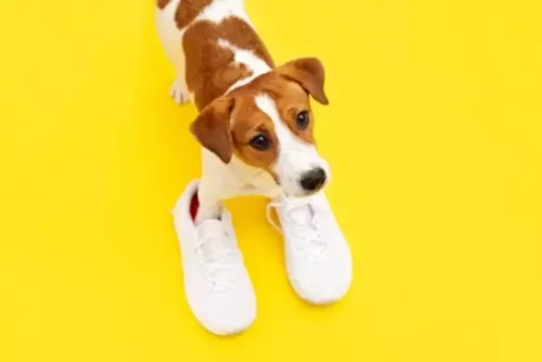 『天然』だと言われがちな犬種５選　不思議ちゃんなワンコの共通点やしつけの注意点まで