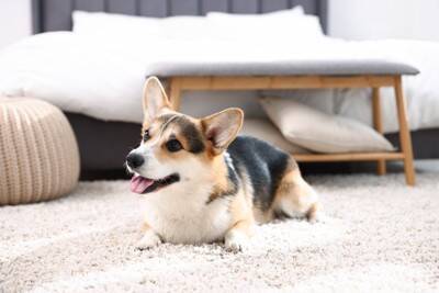 『天然』だと言われがちな犬種５選　不思議ちゃんなワンコの共通点やしつけの注意点まで