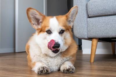 犬が『精神的に疲れてる』ときにみせる行動6選　見逃したくないストレスサインや対処法まで