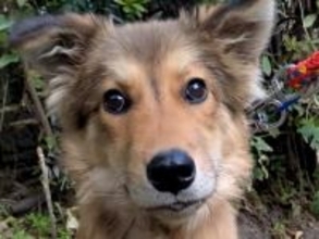 ガリガリで毛並みも悪かった保護犬→大切にお世話した結果…まさかの『別犬級に変化した光景』に「全然表情が違うね」「最高の笑顔」と絶賛