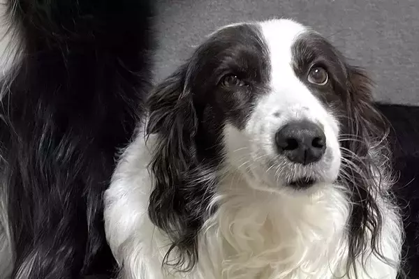 【話題の犬】静かに座る姉犬の後ろで、弟犬が…「何事なのｗｗｗ」「衣装着てるみたいｗ」まさかの『踊り狂う光景』に1万7000いいね集まる