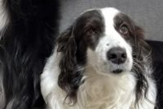 【話題の犬】静かに座る姉犬の後ろで、弟犬が…「何事なのｗｗｗ」「衣装着てるみたいｗ」まさかの『踊り狂う光景』に1万7000いいね集まる