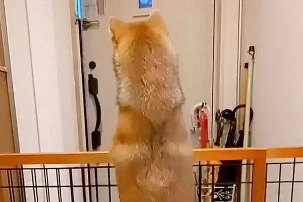パパの車の音が聞こえると、玄関でスタンバイする犬→あまりにも尊い『後ろ姿』と再会の瞬間が21万再生「パパ絶対嬉しい」「超かわいい」