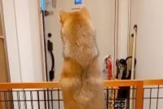 パパの車の音が聞こえると、玄関でスタンバイする犬→あまりにも尊い『後ろ姿』と再会の瞬間が21万再生「パパ絶対嬉しい」「超かわいい」