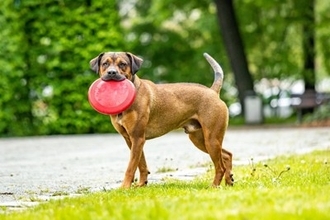 犬が苦手とする『色』3選　苦手だと感じるワケや愛犬が好む色の傾向まで解説