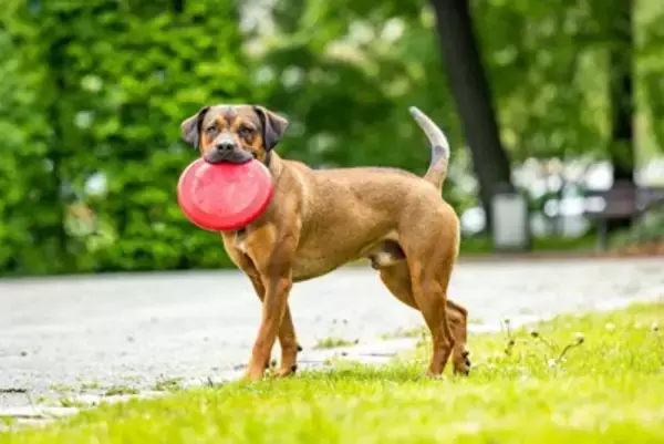 犬が苦手とする『色』3選　苦手だと感じるワケや愛犬が好む色の傾向まで解説