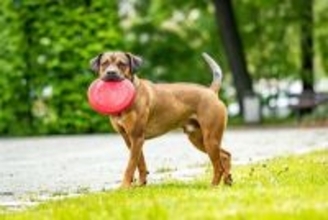 犬が苦手とする『色』3選　苦手だと感じるワケや愛犬が好む色の傾向まで解説