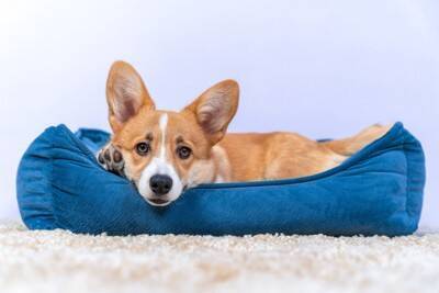 犬が苦手とする『色』3選　苦手だと感じるワケや愛犬が好む色の傾向まで解説