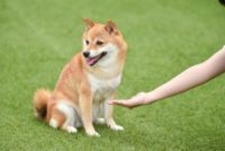 犬に『イライラしてしまう瞬間』とは？気持ちを落ち着かせるために飼い主がすべきことまで