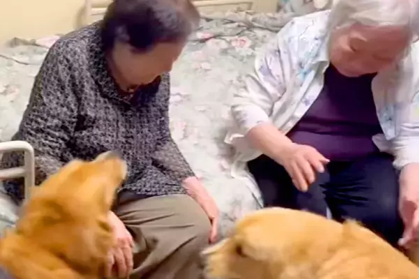 『87歳、双子のおばあちゃん』と再会を果たした大型犬たち→姿を見た瞬間に…可愛いが大渋滞している光景に反響「幸せでニヤける」「嬉しいね」