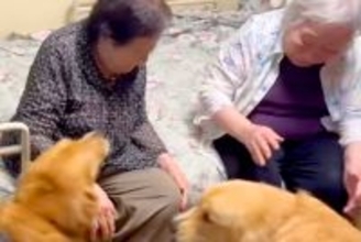 『87歳、双子のおばあちゃん』と再会を果たした大型犬たち→姿を見た瞬間に…可愛いが大渋滞している光景に反響「幸せでニヤける」「嬉しいね」