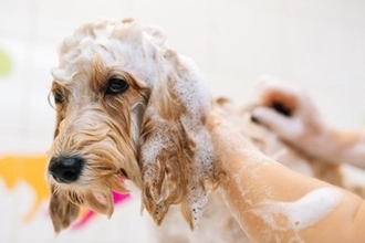 犬がお風呂に入るのを嫌がってしまう理由5つ　苦手意識を克服させるためにできることとは？