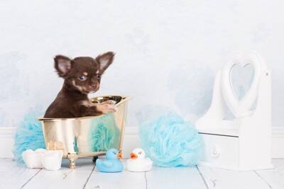 犬がお風呂に入るのを嫌がってしまう理由5つ　苦手意識を克服させるためにできることとは？