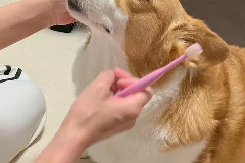 犬の歯磨きを『ママとパパがした』結果→あからさまに顔が違って…辛辣すぎる『態度の変化』に1万いいね「パパ泣いちゃうｗ」「全然違くて草」