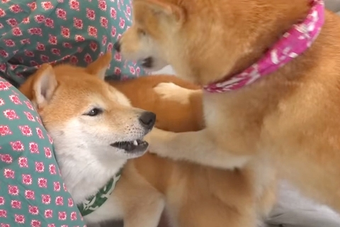 兄犬が弟犬に『威嚇』した結果→見ていた『姉犬』が…まるで『本当のお母さんのような行動』に反響「容赦なくて草」「お尻ペンペンｗ」「最高」